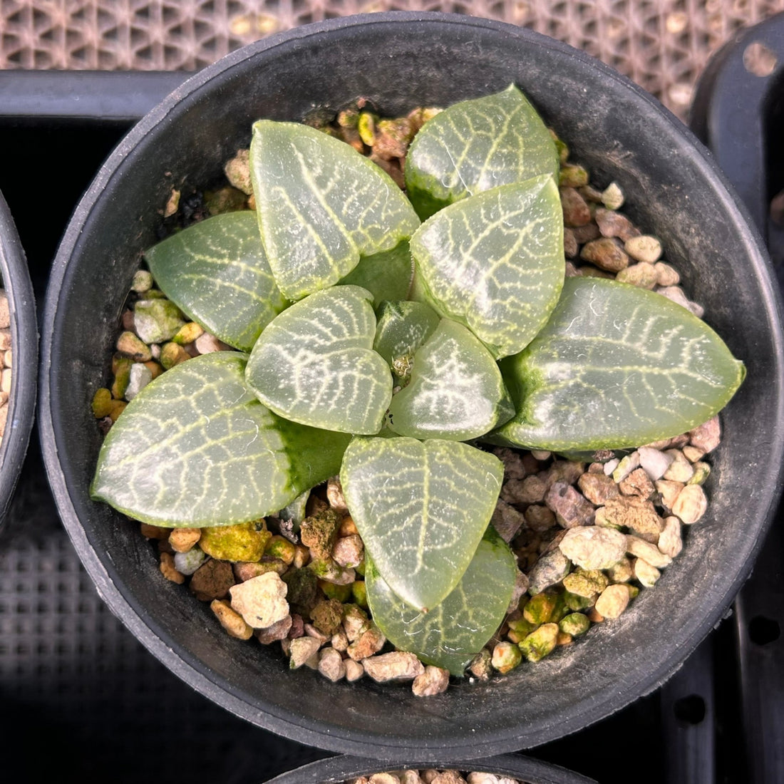 3'' Haworthia Compt Caioa, Rare Live Succulent Plants