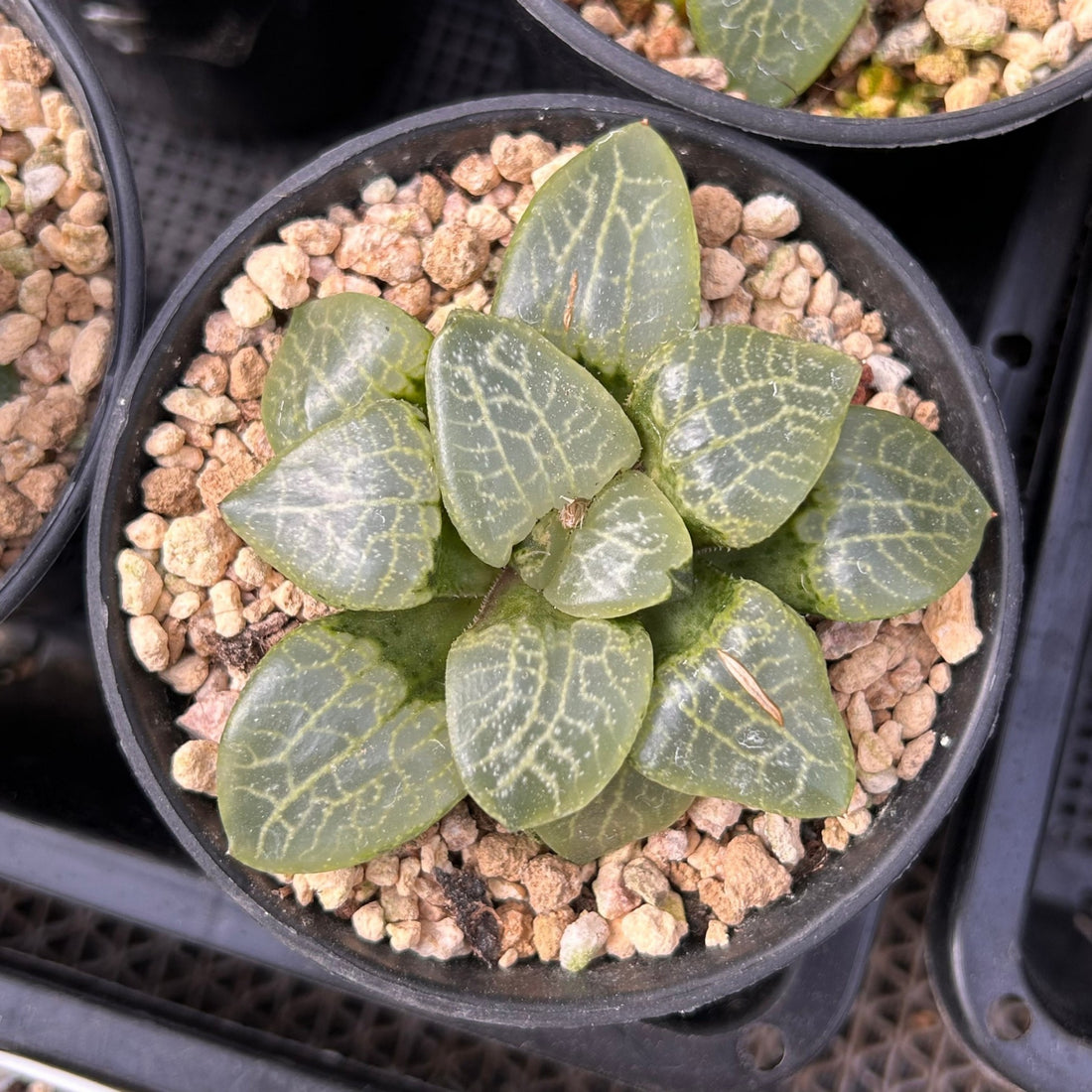 3'' Haworthia Compt Caioa, Rare Live Succulent Plants