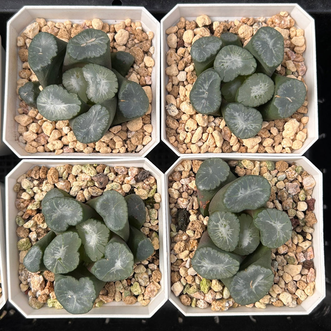 2'' Haworthia Maughanii Big Bang, Rare Live Succulent Plants