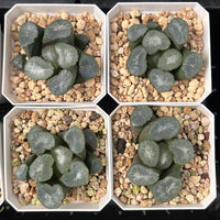 2'' Haworthia Maughanii Big Bang, Rare Live Succulent Plants