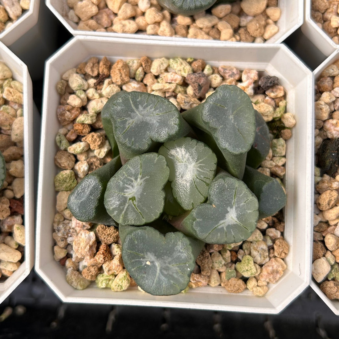 2'' Haworthia Maughanii Big Bang, Rare Live Succulent Plants