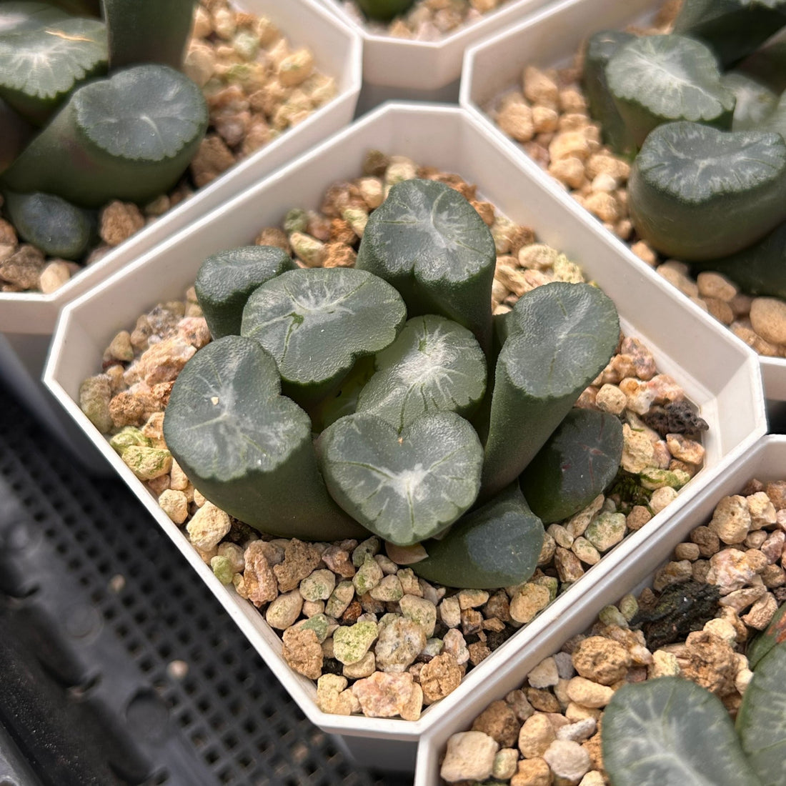 2'' Haworthia Maughanii Big Bang, Rare Live Succulent Plants