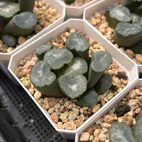 2'' Haworthia Maughanii Big Bang, Rare Live Succulent Plants