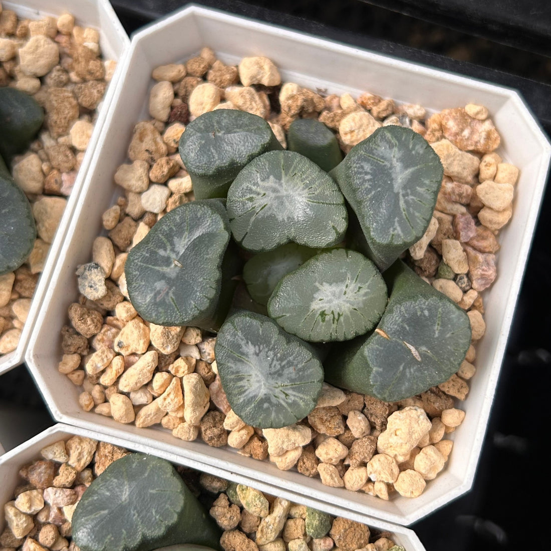 2'' Haworthia Maughanii Big Bang, Rare Live Succulent Plants