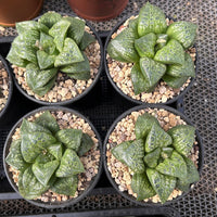3.5'' Haworthia Retusa, Rare Live Succulent Plants