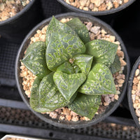 3.5'' Haworthia Retusa, Rare Live Succulent Plants