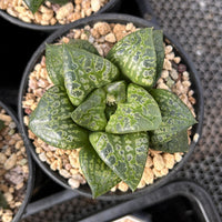 3.5'' Haworthia Retusa, Rare Live Succulent Plants