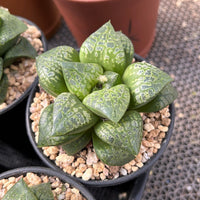 3.5'' Haworthia Retusa, Rare Live Succulent Plants
