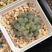 2'' Haworthia Cooperi Flower Fox Variegated, Rare Live Succulent Plants
