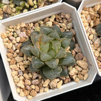 2'' Haworthia Cooperi Flower Fox Variegated, Rare Live Succulent Plants
