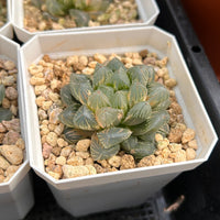 2'' Haworthia Cooperi Flower Fox Variegated, Rare Live Succulent Plants