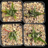 2'' Haworthia Earth Star, Rare Live Succulent Plants