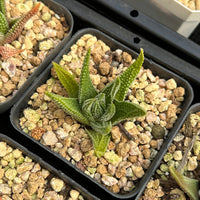 2'' Haworthia Earth Star, Rare Live Succulent Plants