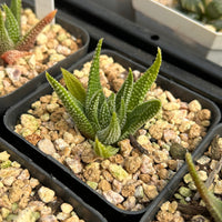 2'' Haworthia Earth Star, Rare Live Succulent Plants
