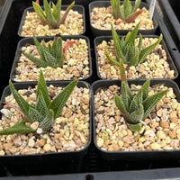 2'' Haworthia Earth Star, Rare Live Succulent Plants