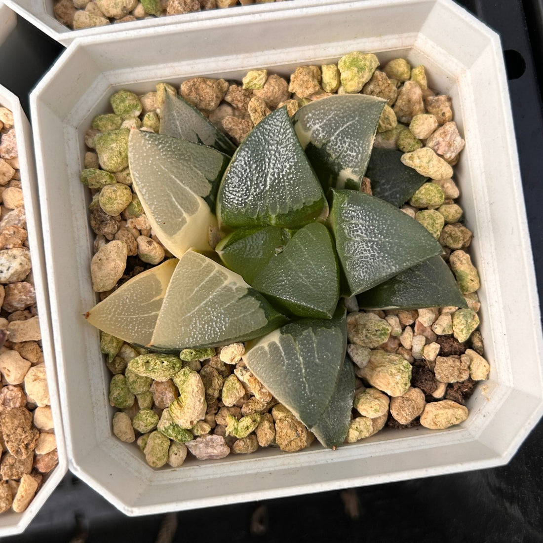 2'' Haworthia Correcta Variegated, Rare Live Succulent Plants