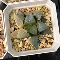 2'' Haworthia Correcta Variegated, Rare Live Succulent Plants