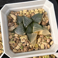 2'' Haworthia Correcta Variegated, Rare Live Succulent Plants