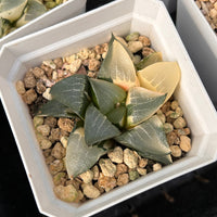 2'' Haworthia Correcta Variegated, Rare Live Succulent Plants