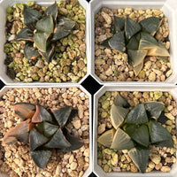 2'' Haworthia Correcta Variegated, Rare Live Succulent Plants