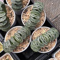 3.5'' Haworthia Truncata Genbu, Rare Live Succulent Plants