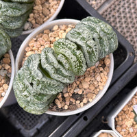 3.5'' Haworthia Truncata Genbu, Rare Live Succulent Plants