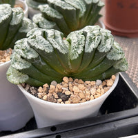 3.5'' Haworthia Truncata Genbu, Rare Live Succulent Plants