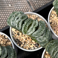 3.5'' Haworthia Truncata Genbu, Rare Live Succulent Plants