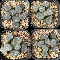 2'' Haworthia Maughanii Frost, Rare Live Succulent Plants