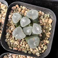 2'' Haworthia Maughanii Frost, Rare Live Succulent Plants