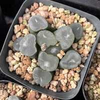 2'' Haworthia Maughanii Frost, Rare Live Succulent Plants