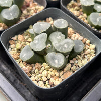 2'' Haworthia Maughanii Frost, Rare Live Succulent Plants