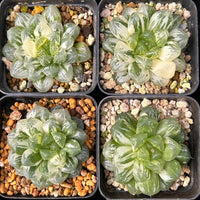 2'' Haworthia Cooperi Suzhou Variegated, Rare Live Succulent Plants