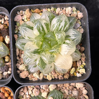 2'' Haworthia Cooperi Suzhou Variegated, Rare Live Succulent Plants