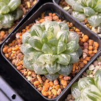 2'' Haworthia Cooperi Suzhou Variegated, Rare Live Succulent Plants