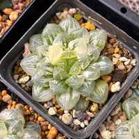 2'' Haworthia Cooperi Suzhou Variegated, Rare Live Succulent Plants
