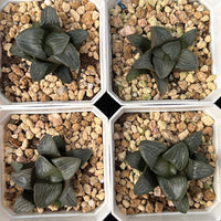 2'' Haworthia Correcta Shannong, Rare Live Succulent Plants