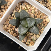 2'' Haworthia Correcta Shannong, Rare Live Succulent Plants