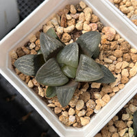 2'' Haworthia Correcta Shannong, Rare Live Succulent Plants