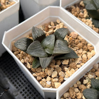 2'' Haworthia Correcta Shannong, Rare Live Succulent Plants