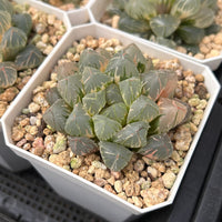 2'' Haworthia Cooperi OH Variegated, Rare Live Succulent Plants