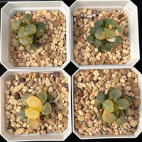 2'' Haworthia Truncata Angle Variegated, Rare Live Succulent Plants