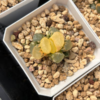 2'' Haworthia Truncata Angle Variegated, Rare Live Succulent Plants