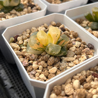 2'' Haworthia Truncata Angle Variegated, Rare Live Succulent Plants