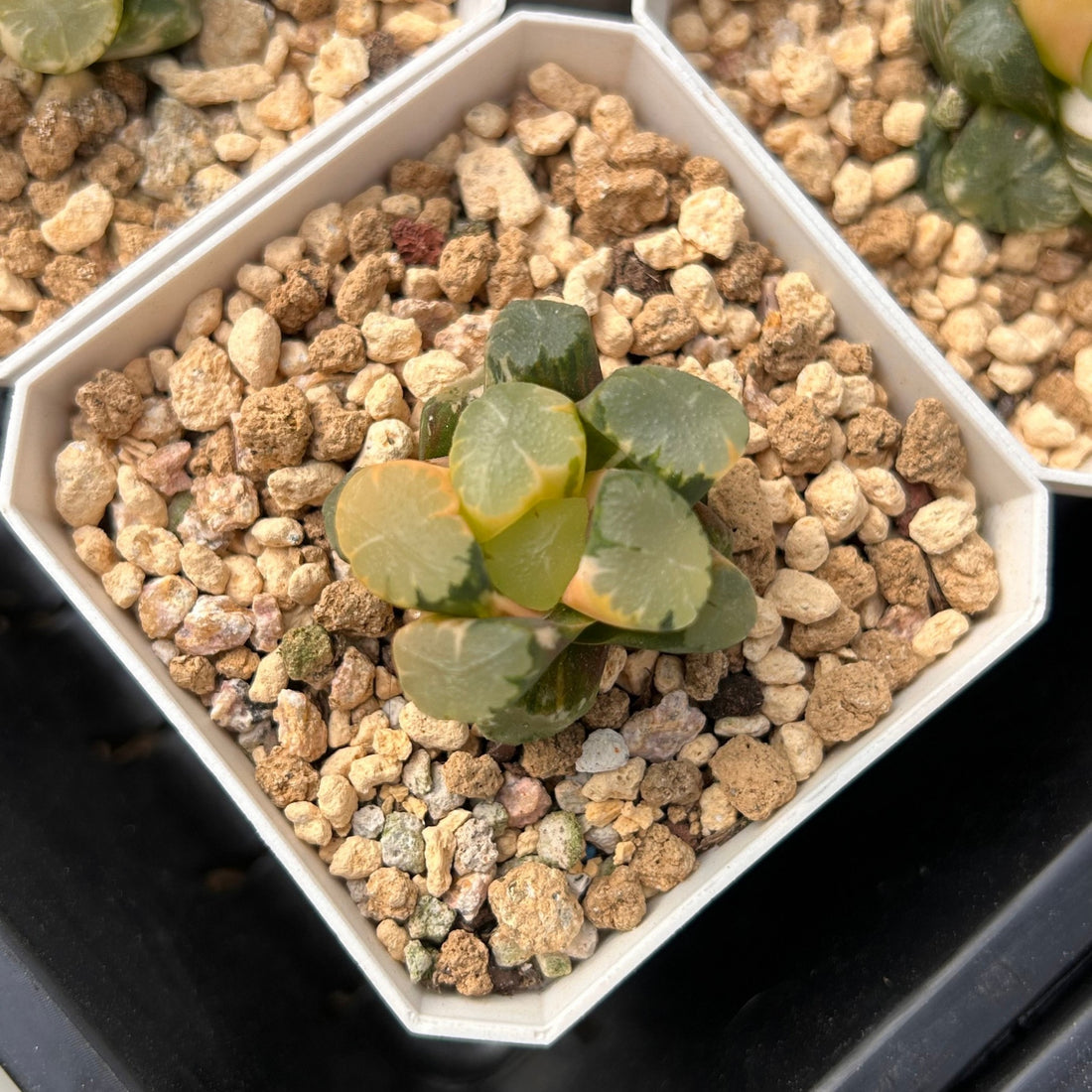 2'' Haworthia Truncata Angle Variegated, Rare Live Succulent Plants