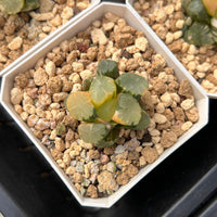 2'' Haworthia Truncata Angle Variegated, Rare Live Succulent Plants