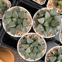 3'' Haworthia Correcta Water Shadow, Rare Live Succulent Plants