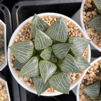 3'' Haworthia Correcta Water Shadow, Rare Live Succulent Plants