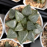 3'' Haworthia Correcta Water Shadow, Rare Live Succulent Plants