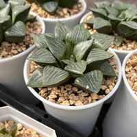 3'' Haworthia Correcta Water Shadow, Rare Live Succulent Plants